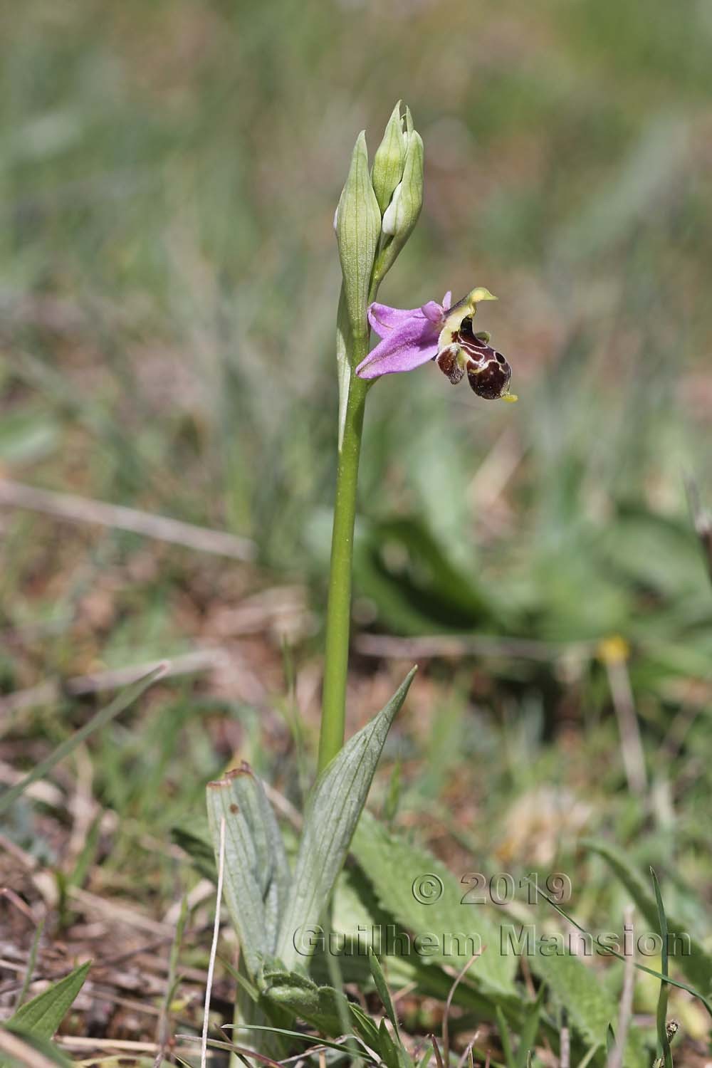 Ophrys scolopax