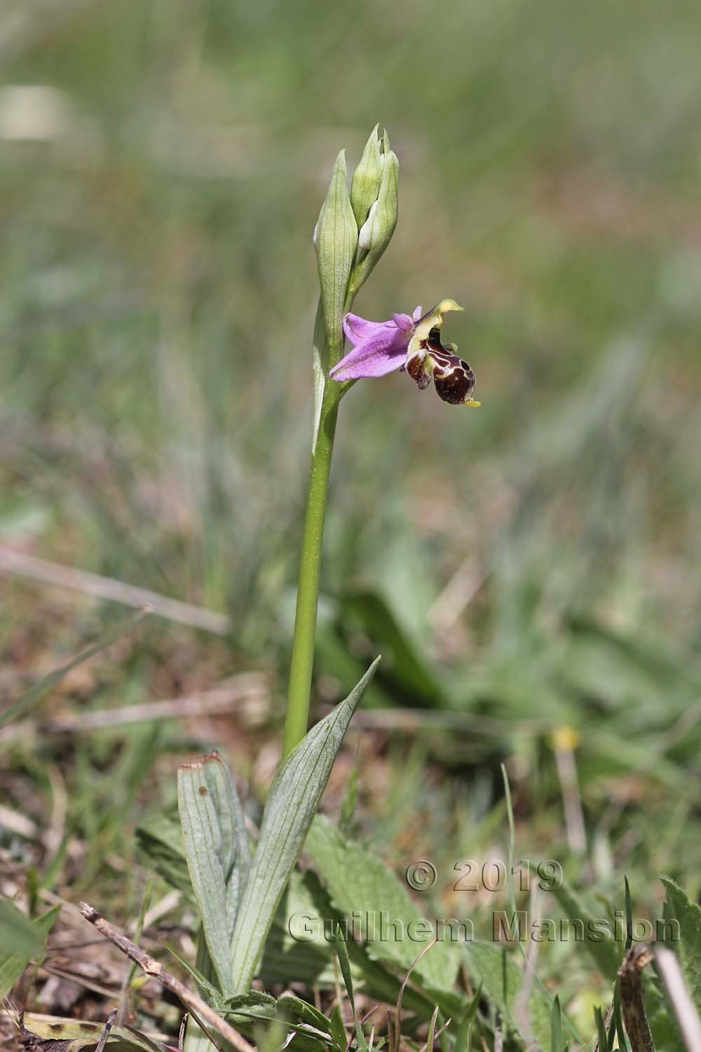 Ophrys scolopax