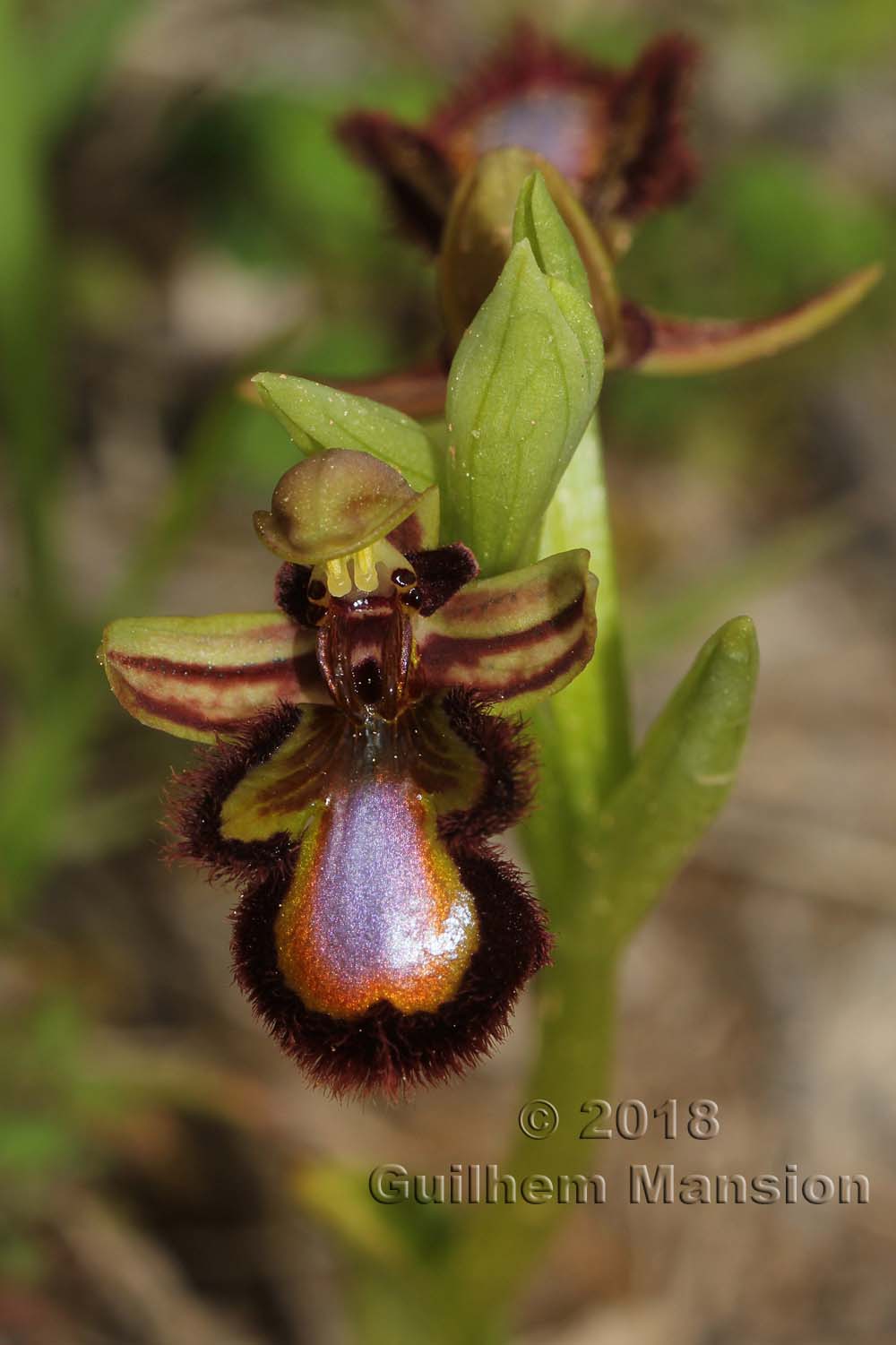 Ophrys speculum