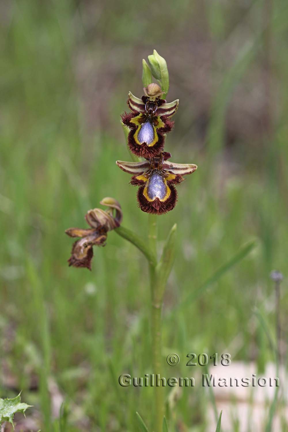 Ophrys speculum