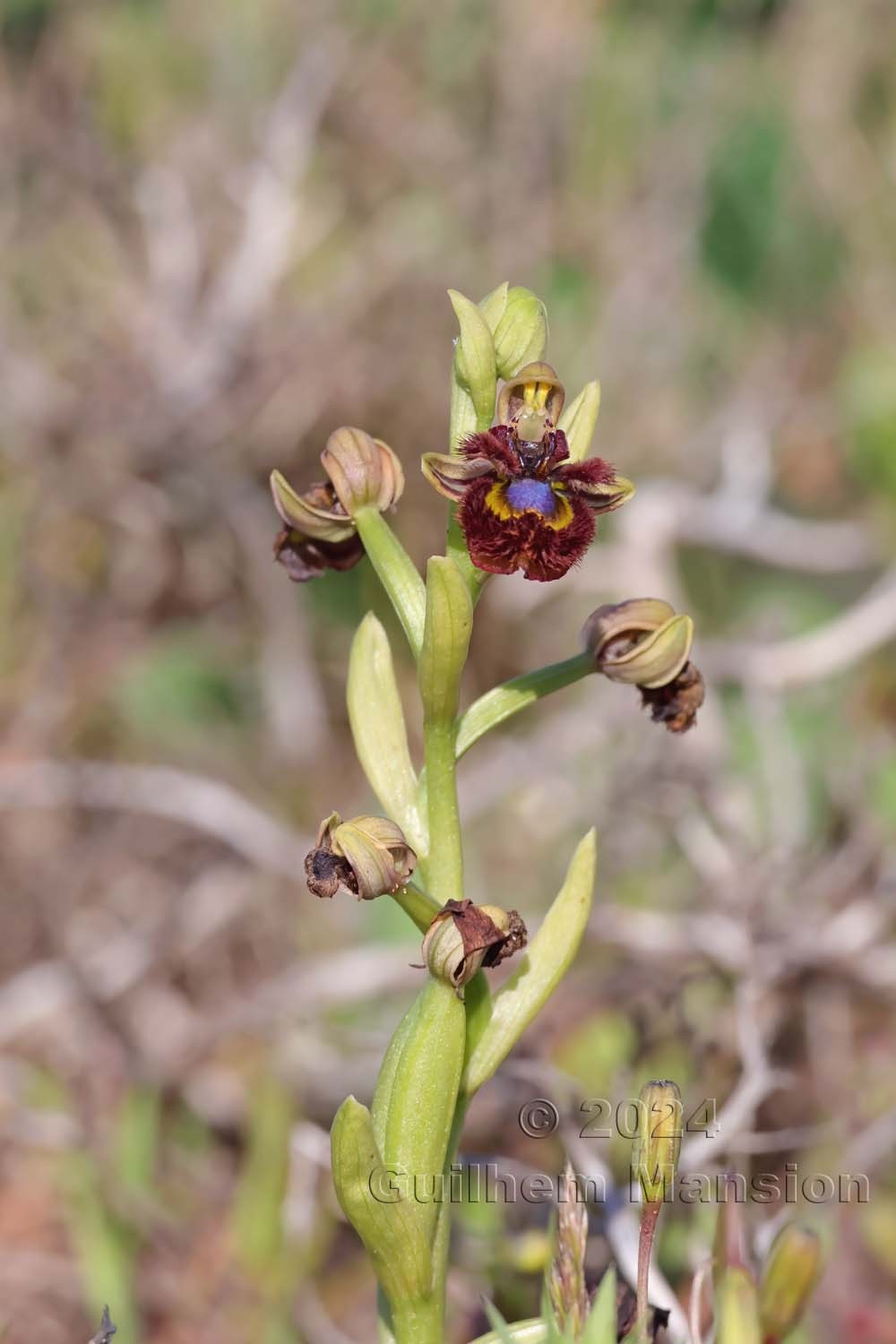 Ophrys speculum