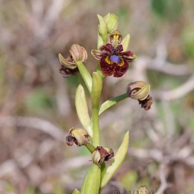 Ophrys speculum