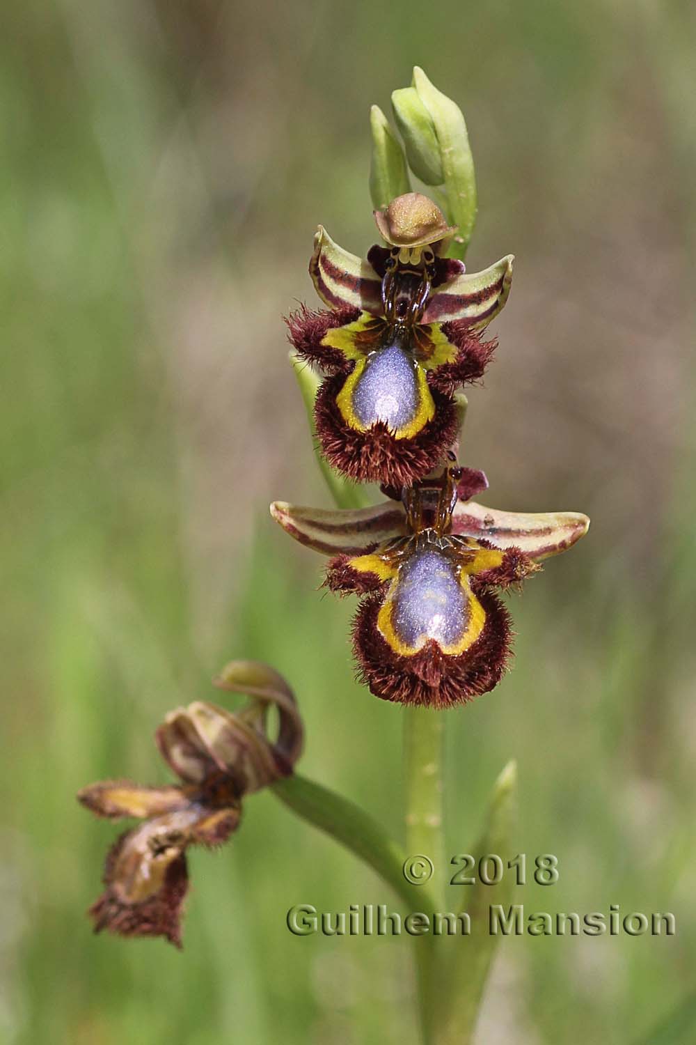 Ophrys speculum