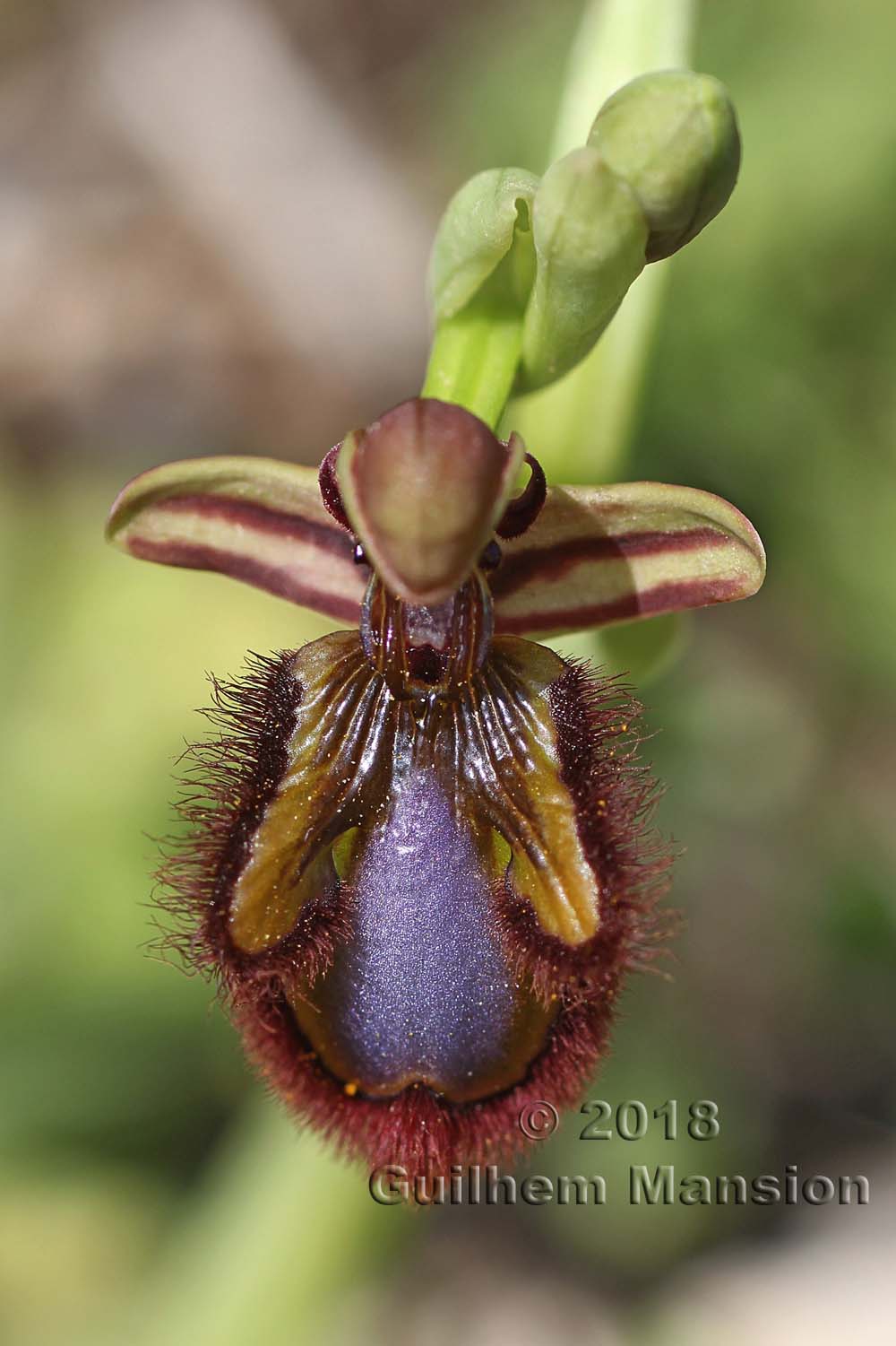 Ophrys speculum