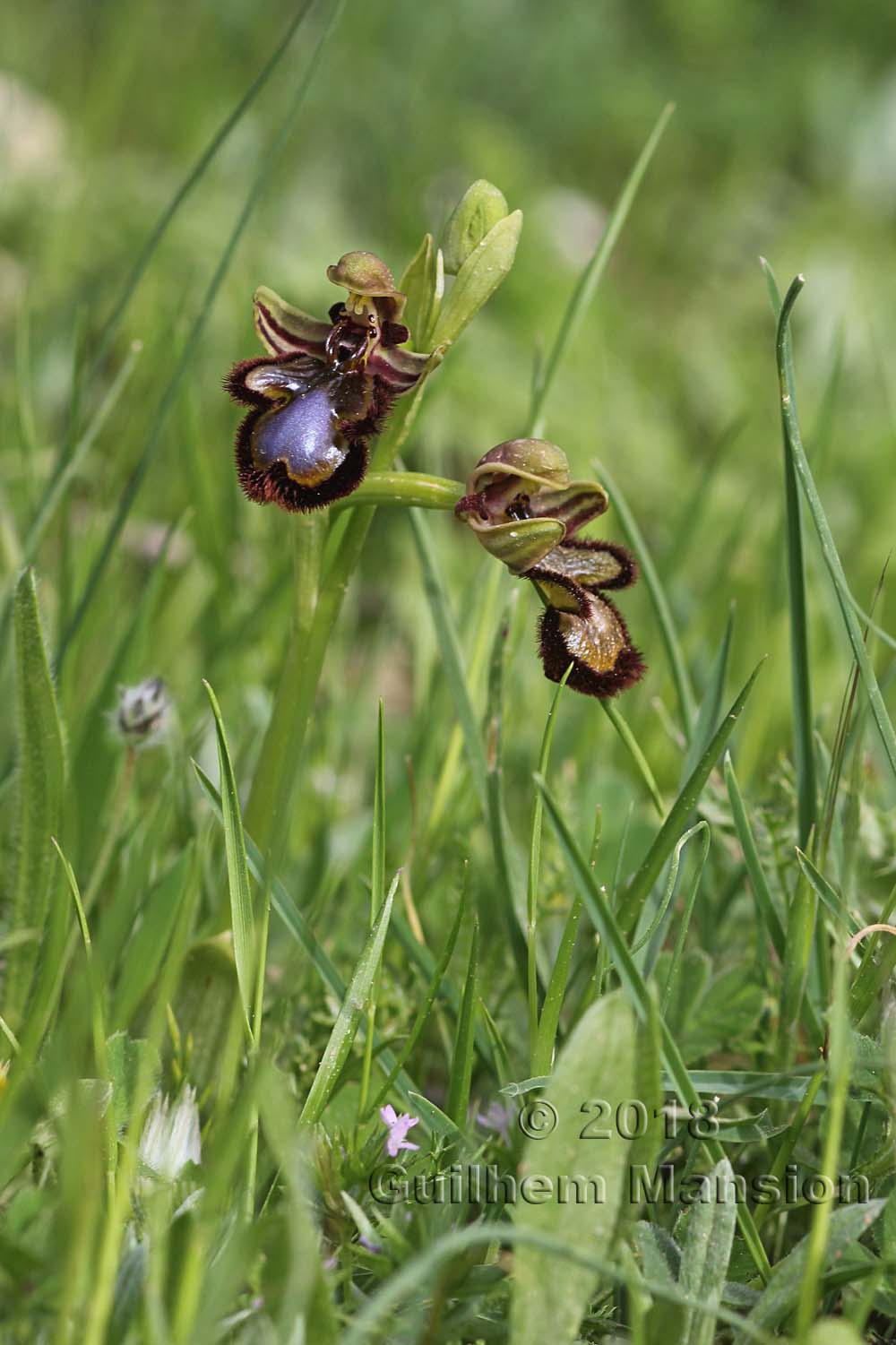 Ophrys speculum