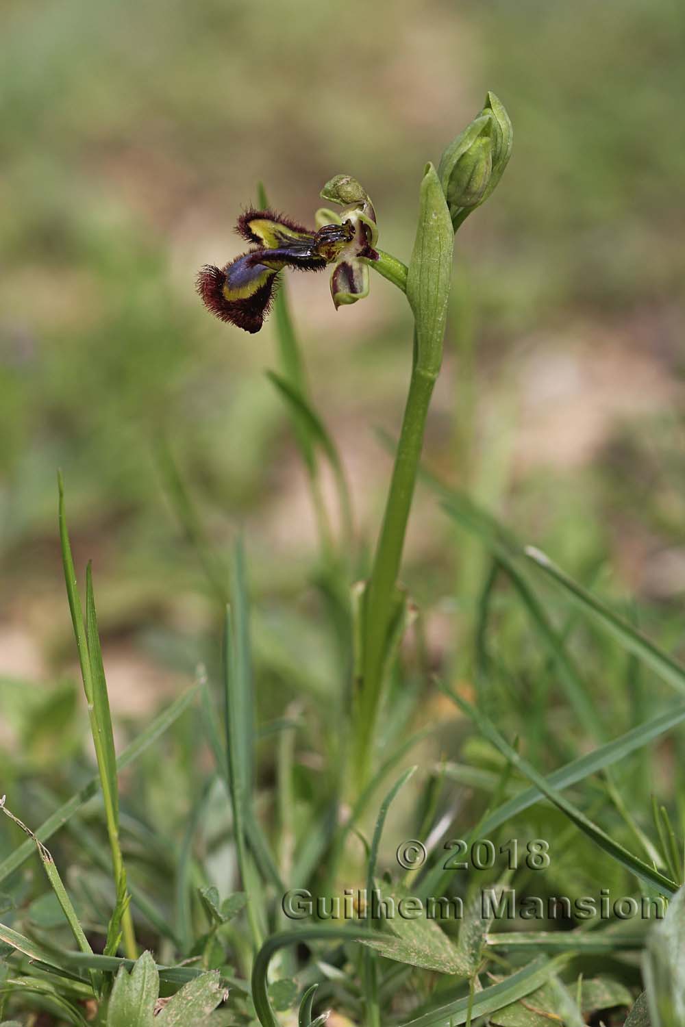 Ophrys speculum