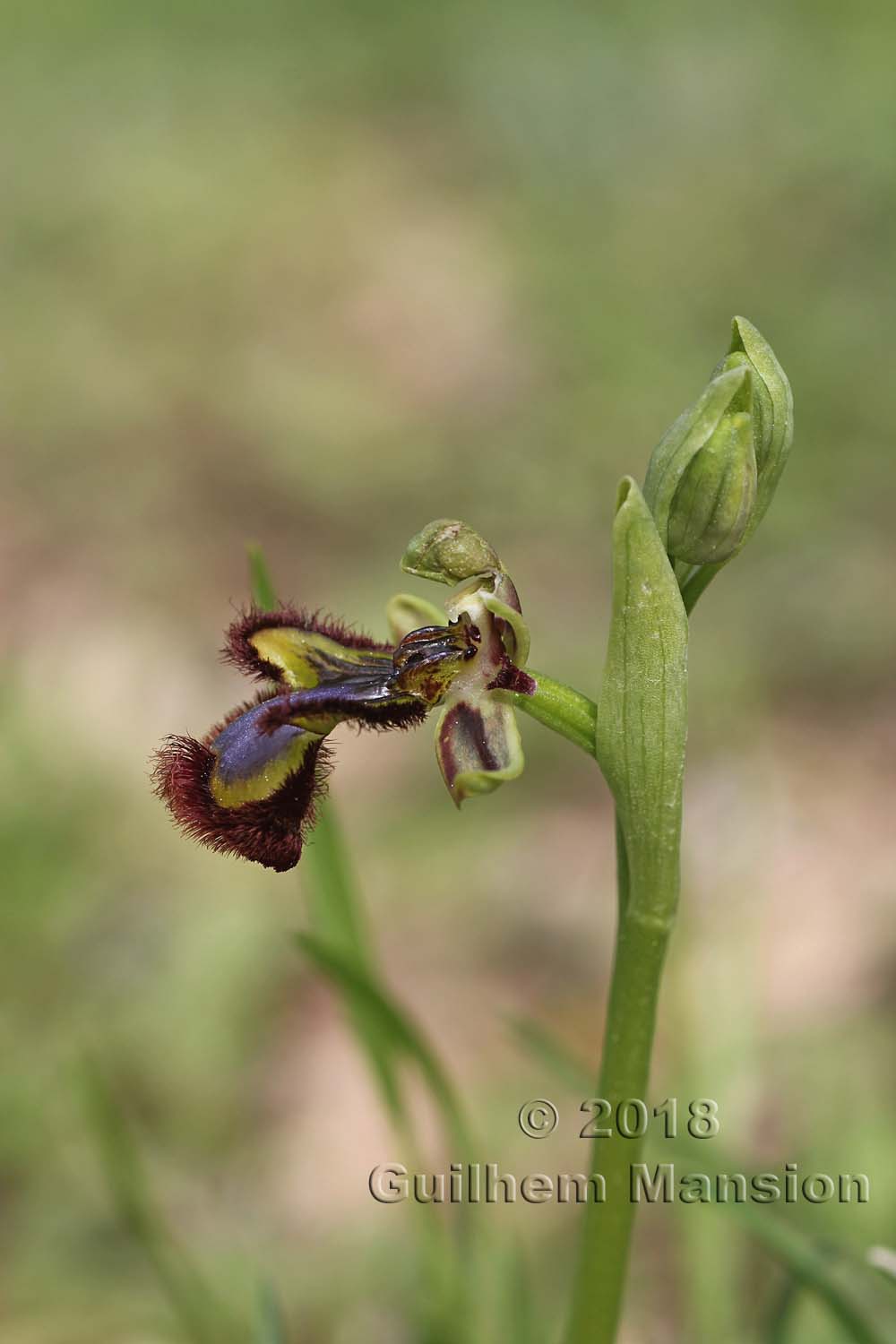 Ophrys speculum