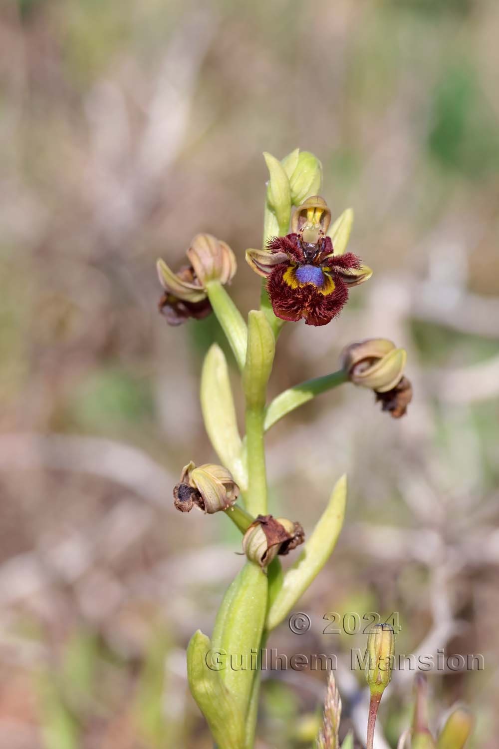 Ophrys speculum