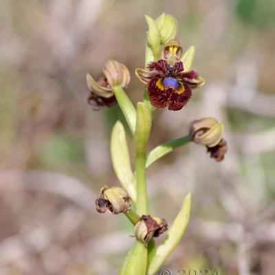 Ophrys speculum