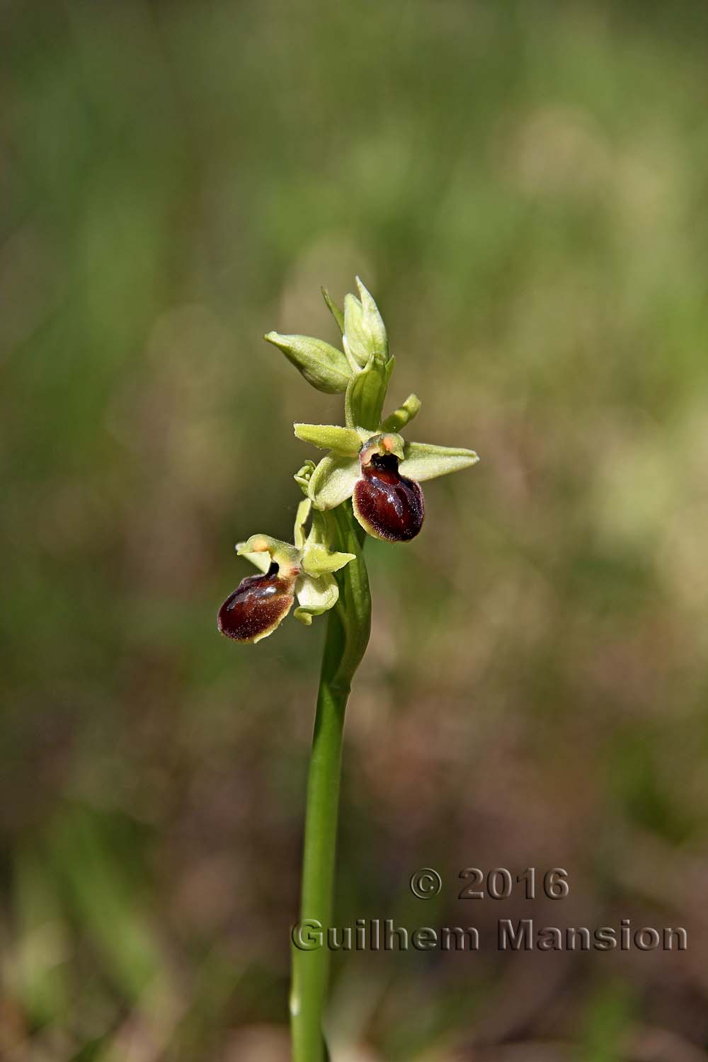 Ophrys aranifera