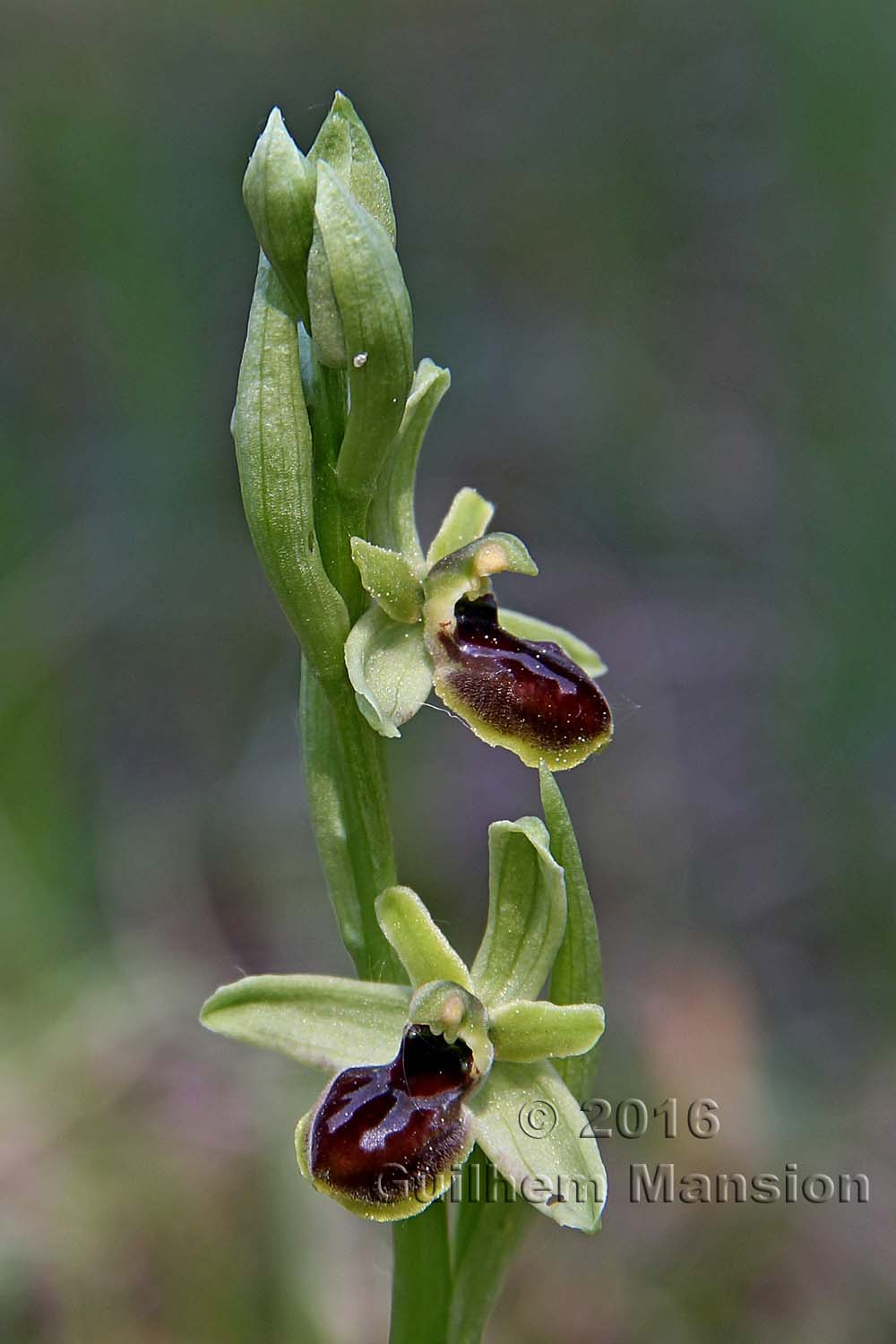 Ophrys aranifera