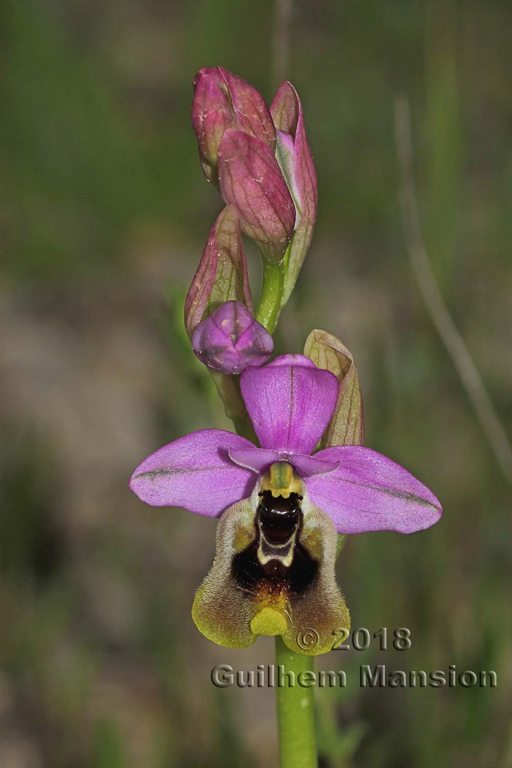 Ophrys tenthredinifera