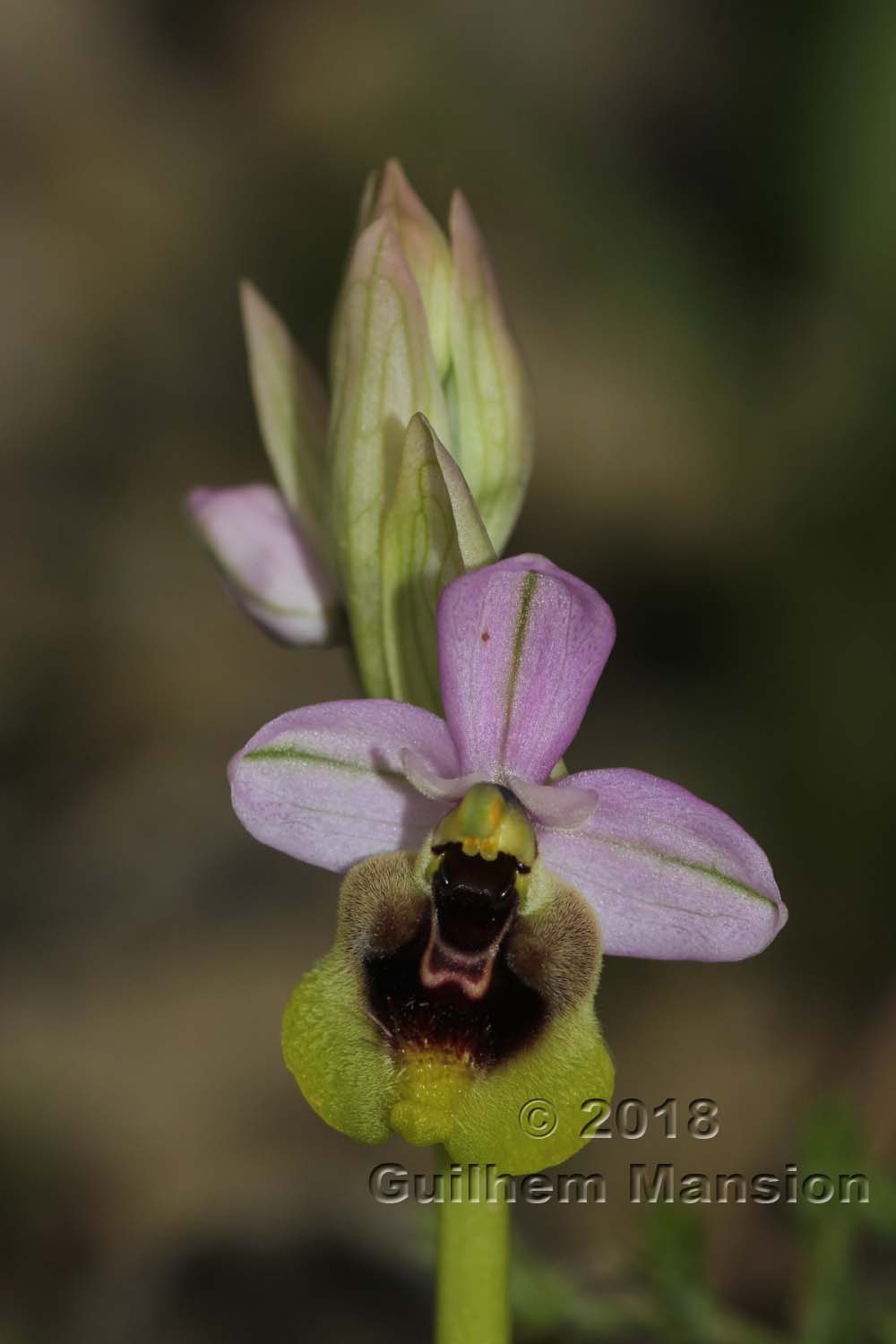 Ophrys tenthredinifera