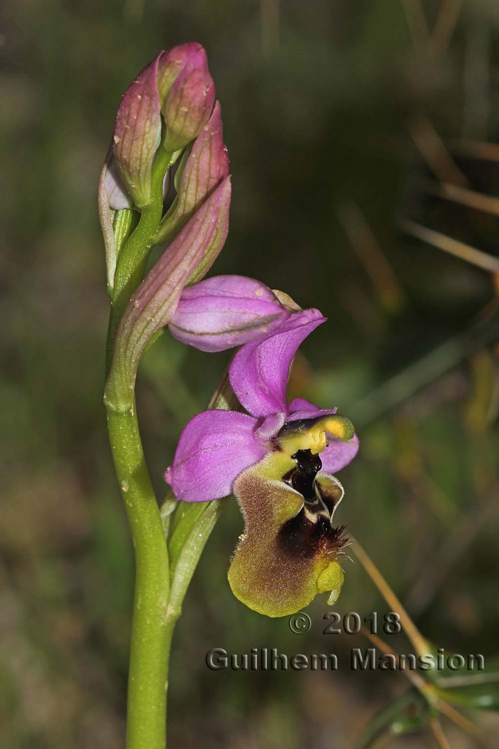 Ophrys tenthredinifera