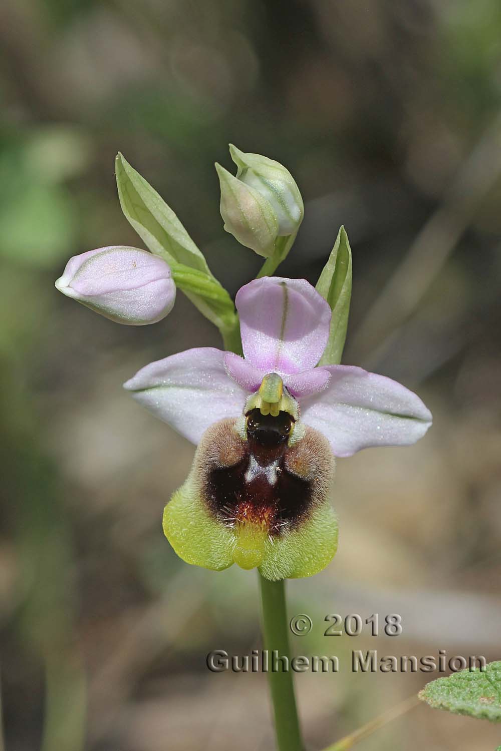 Ophrys tenthredinifera