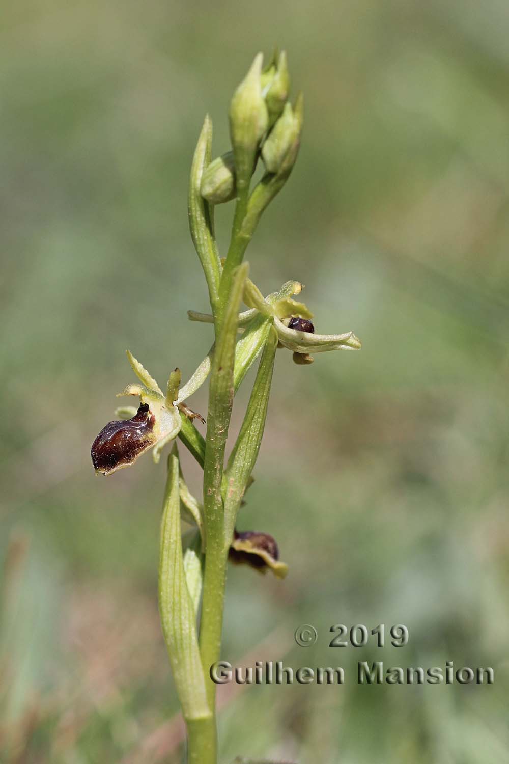 Ophrys virescens [O. araneola]