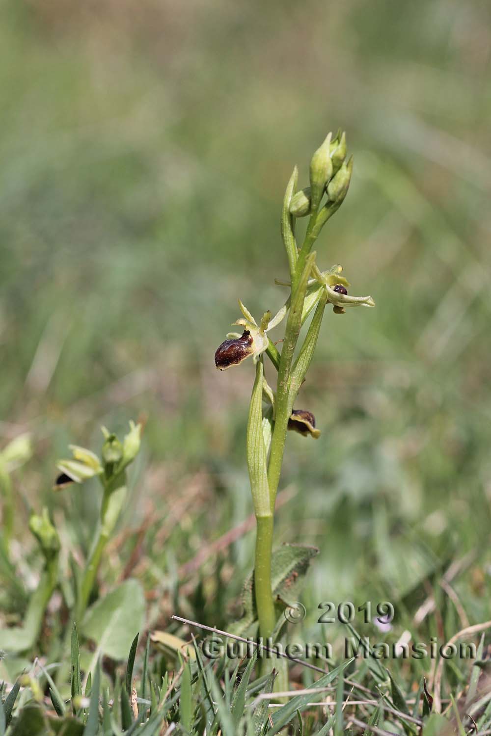 Ophrys virescens [O. araneola]