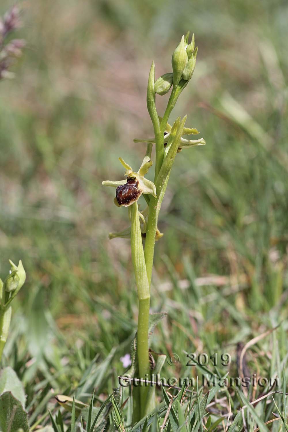 Ophrys virescens [O. araneola]