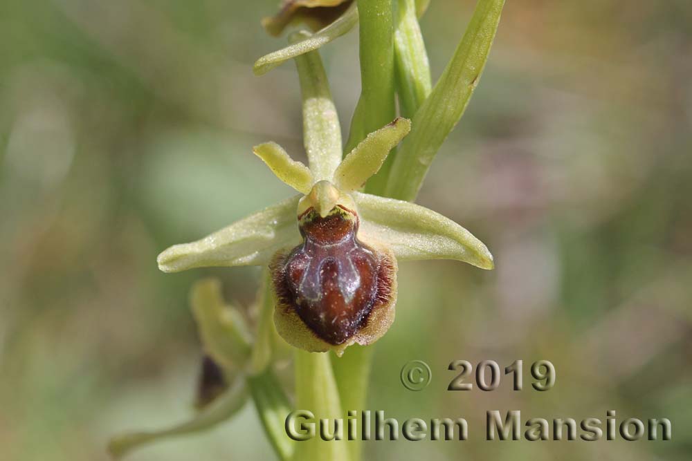 Ophrys virescens [O. araneola]