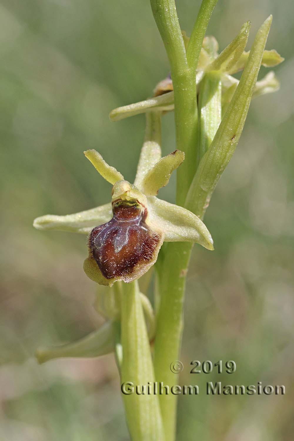 Ophrys virescens [O. araneola]