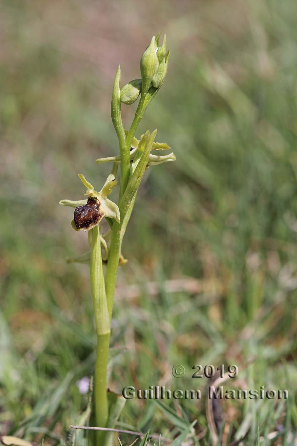 Ophrys virescens [O. araneola]