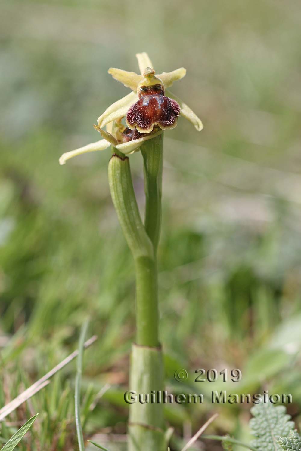 Ophrys virescens [O. araneola]