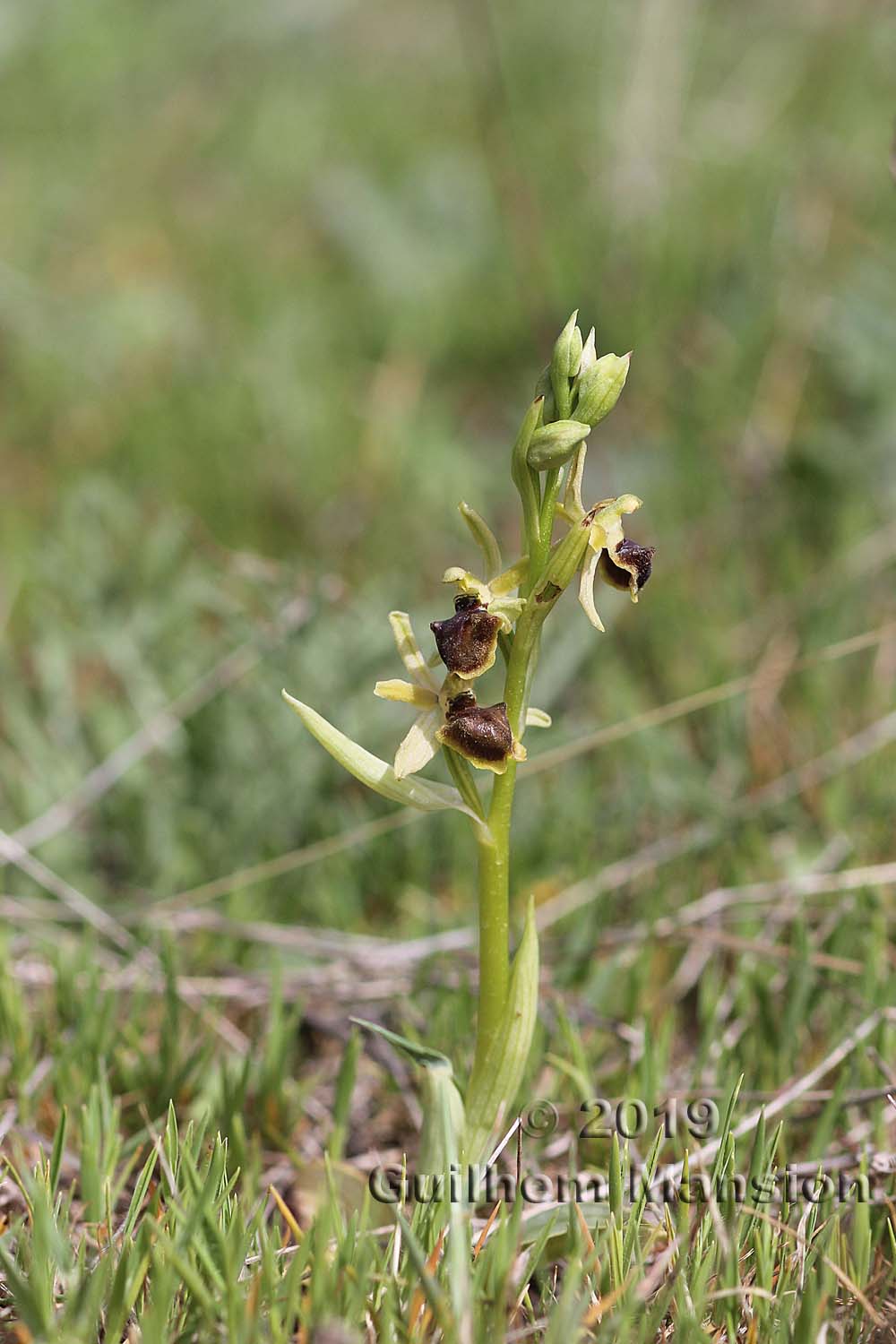 Ophrys virescens [O. araneola]