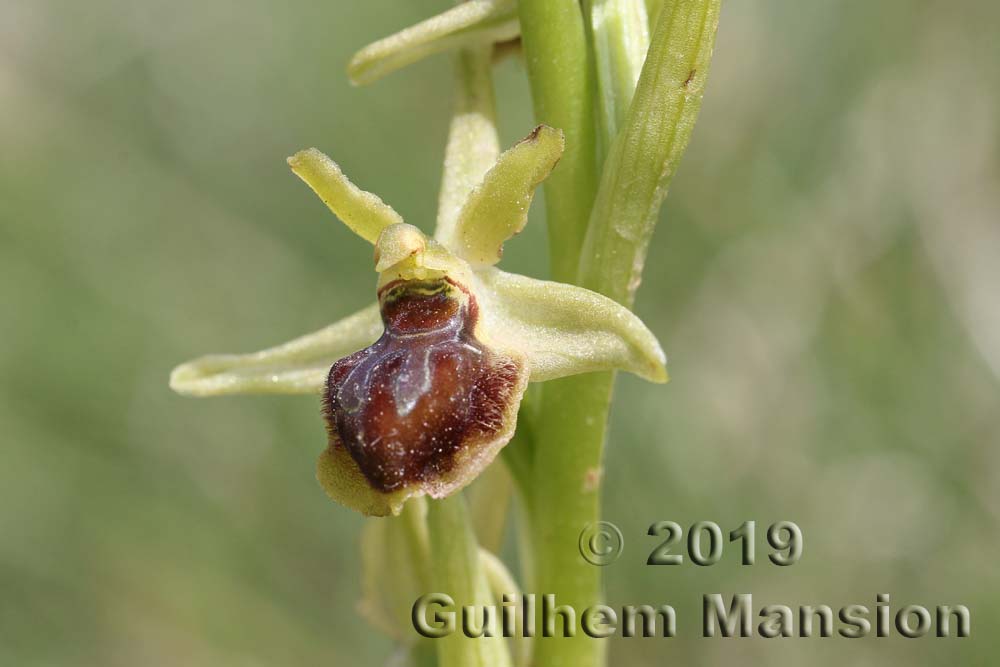 Ophrys virescens [O. araneola]