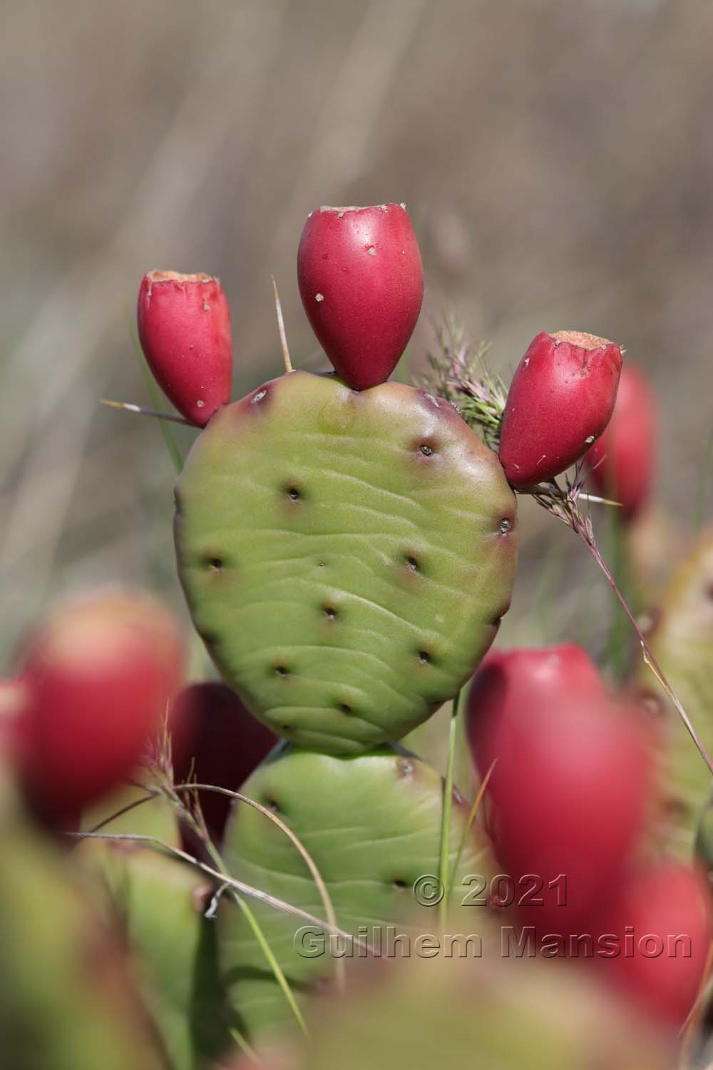 Opuntia hemifusa 20210416 01 copy