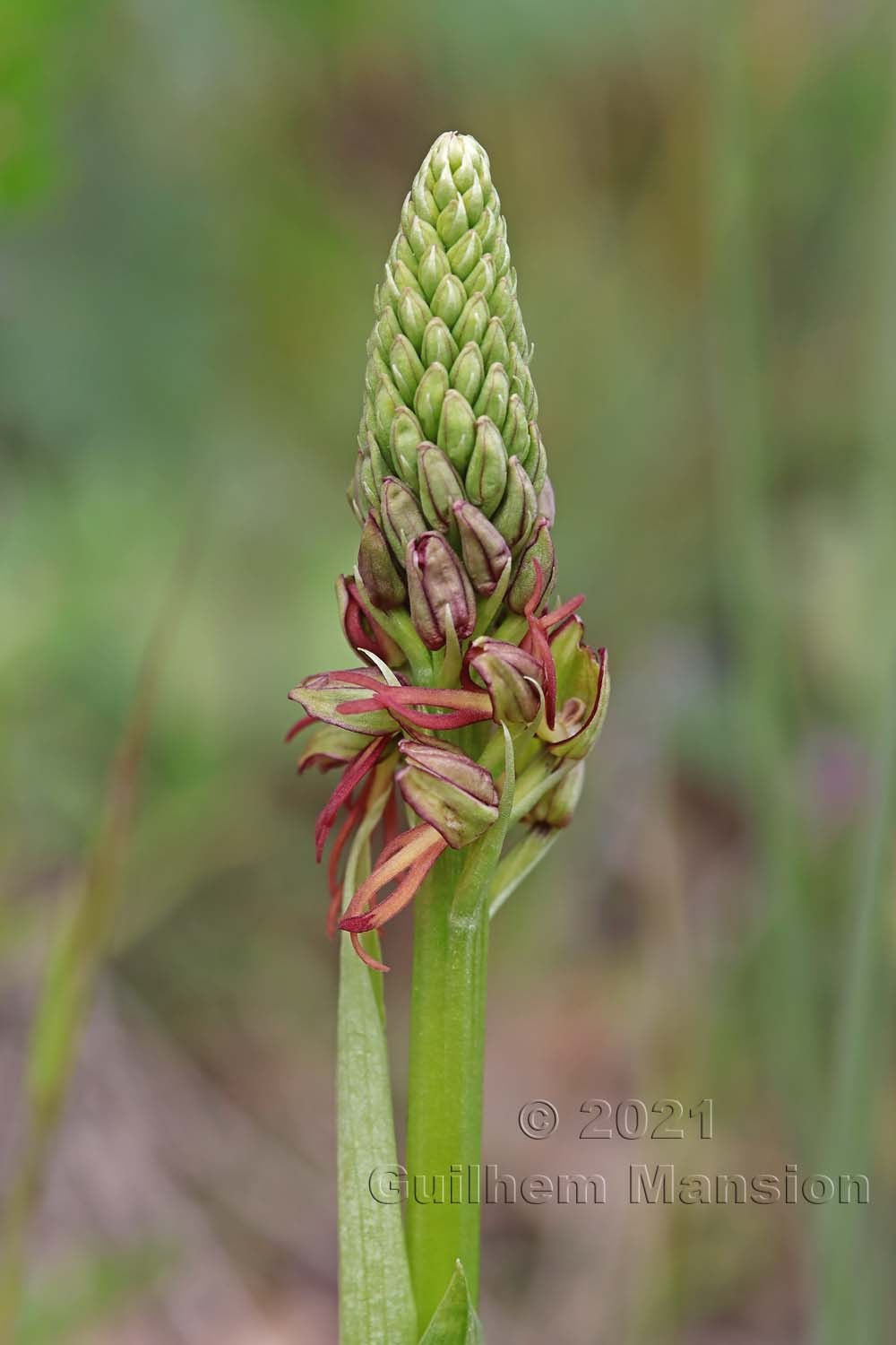 Orchis anthropophora [Aceras anthropophorum]