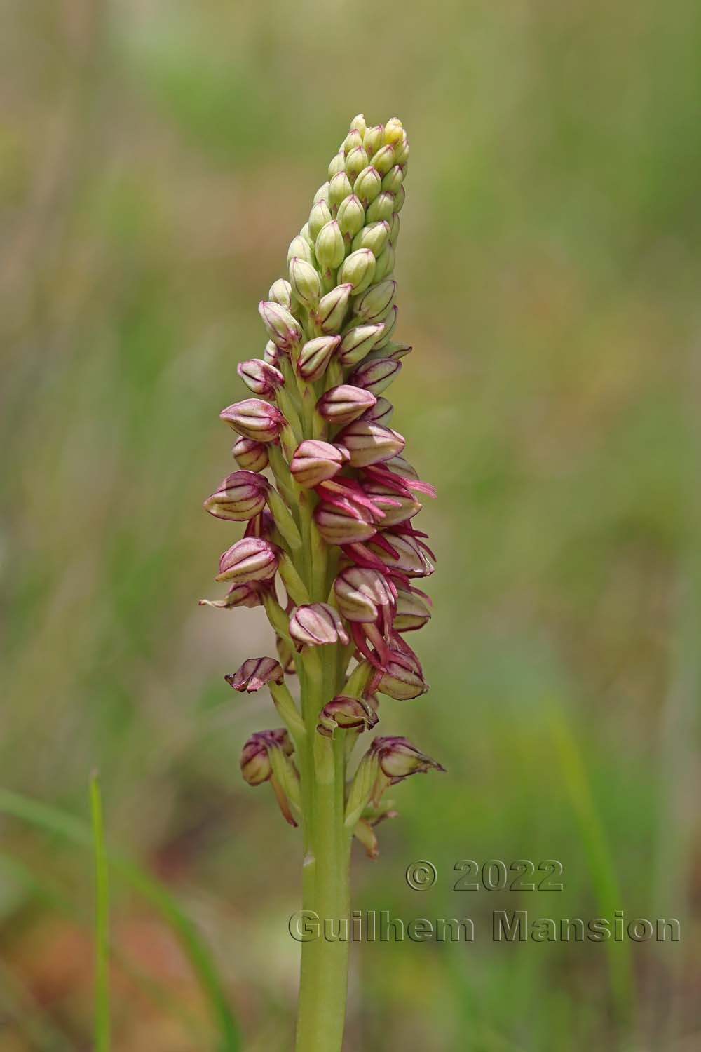 Orchis anthropophora [Aceras anthropophorum]