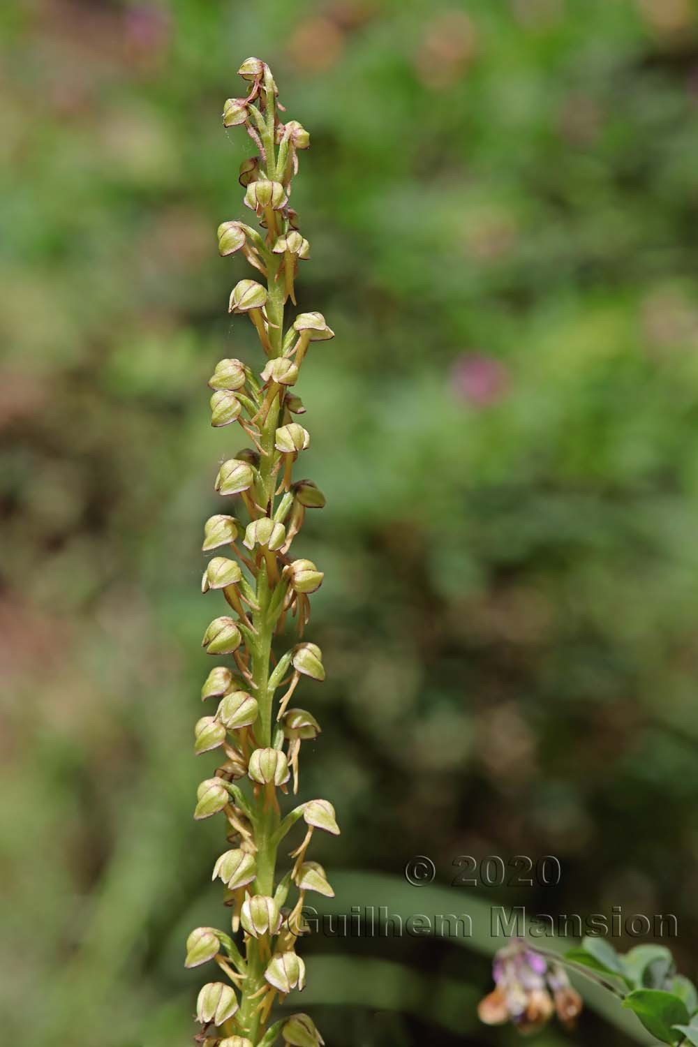 Orchis anthropophora [Aceras anthropophorum]