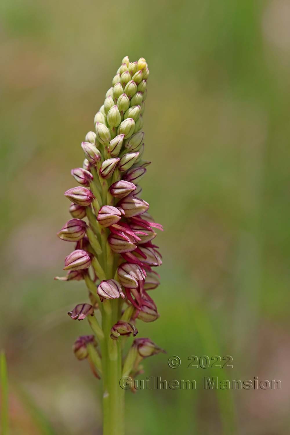 Orchis anthropophora [Aceras anthropophorum]