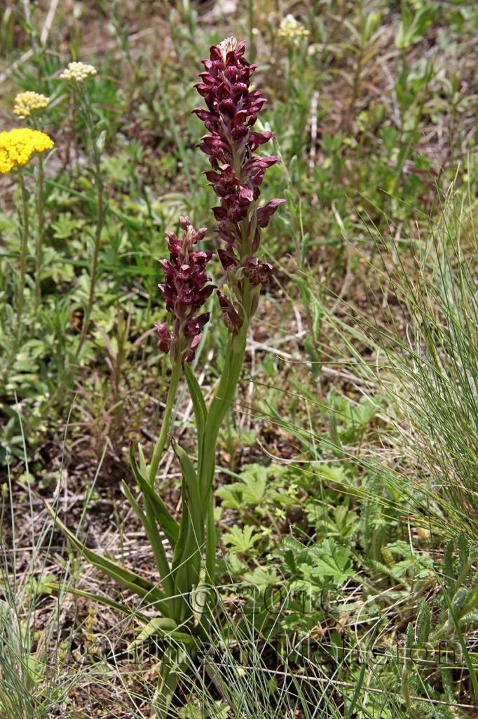 Anacamptis coriophora