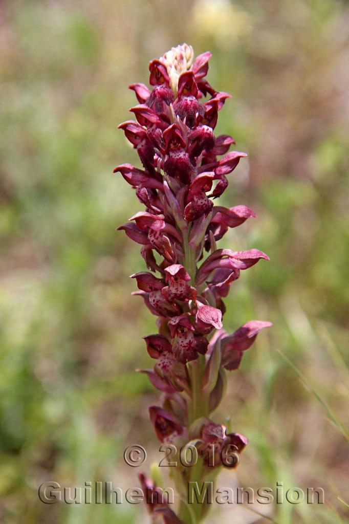 Anacamptis coriophora