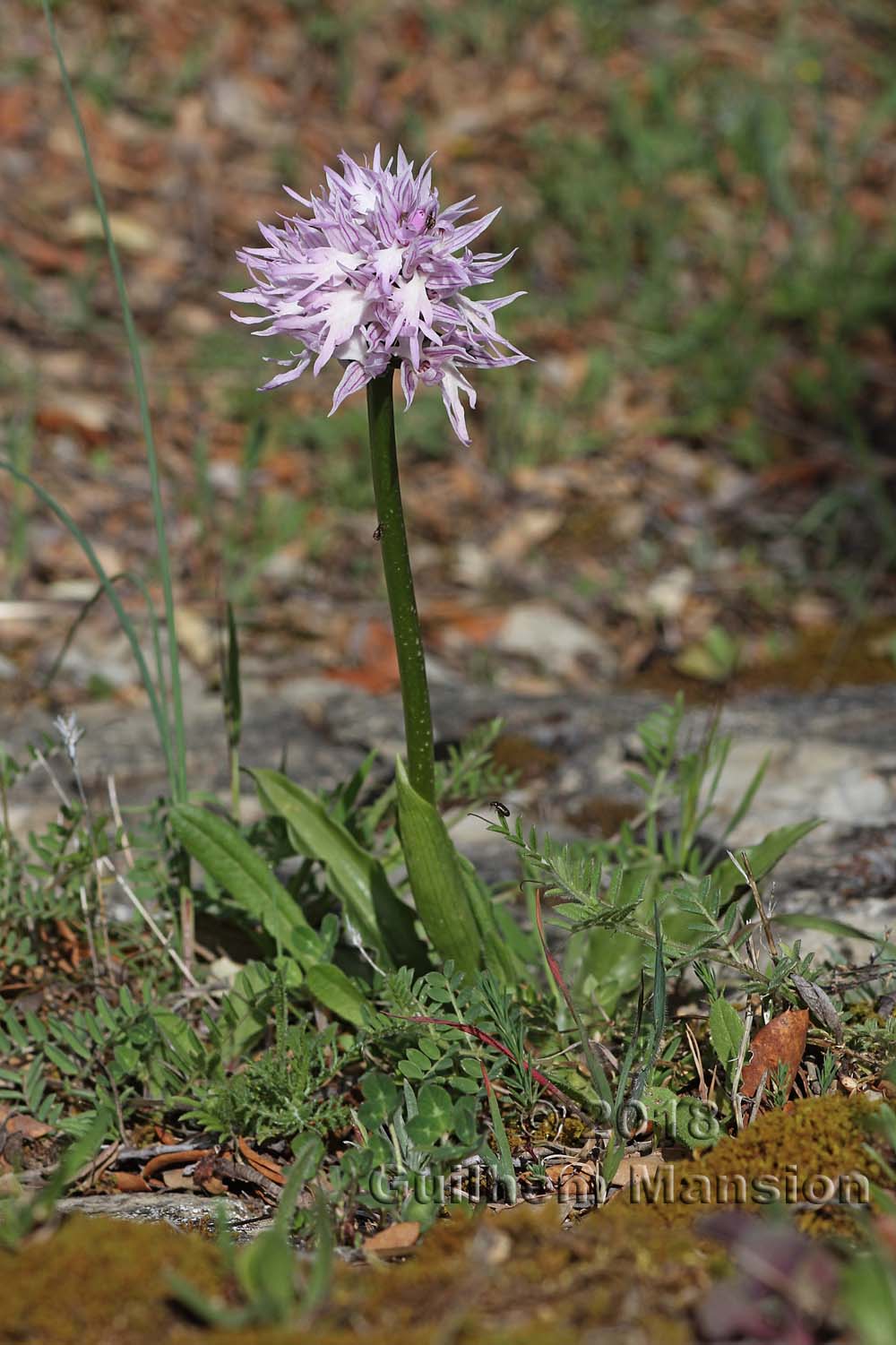 Orchis italica