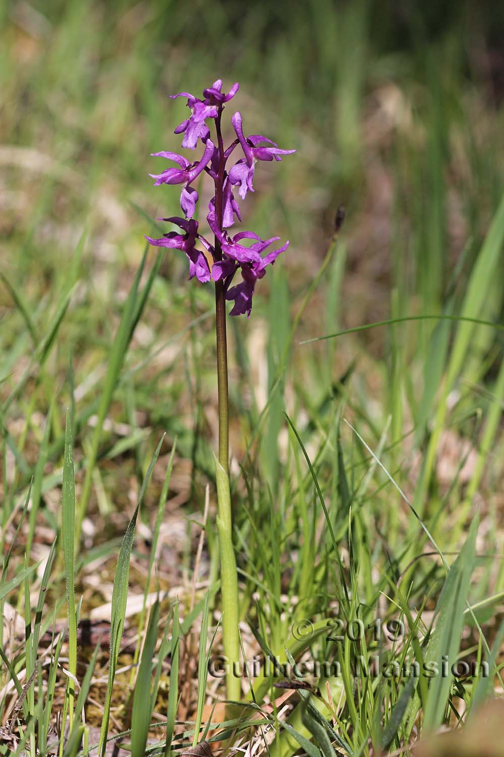 Orchis mascula