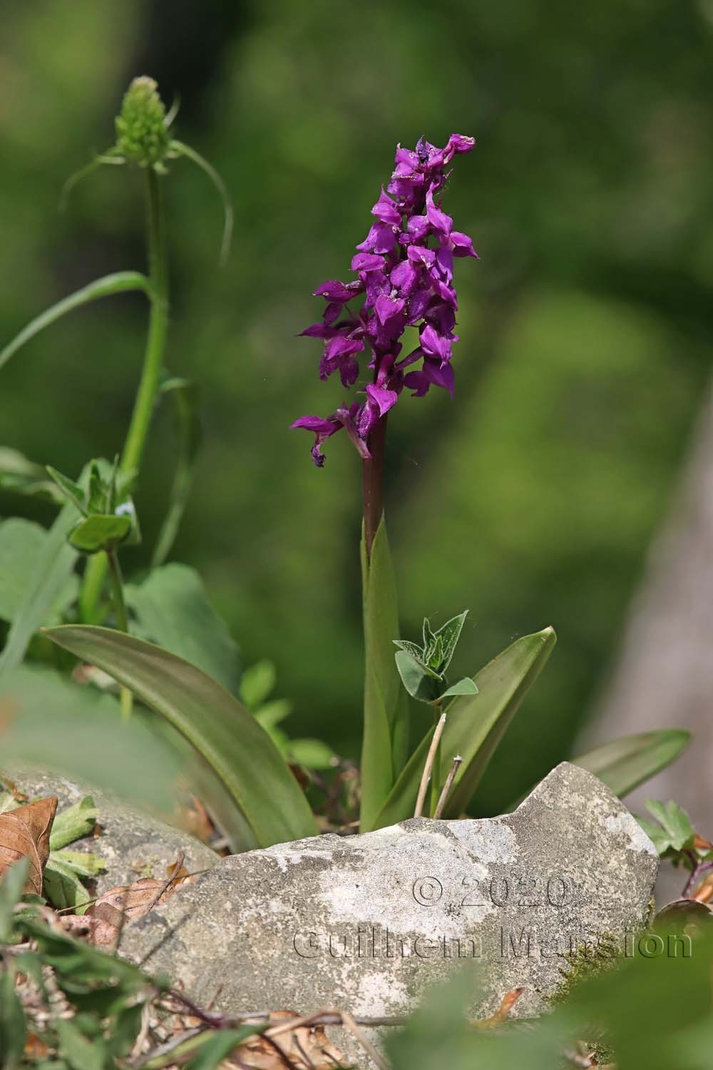 Orchis mascula