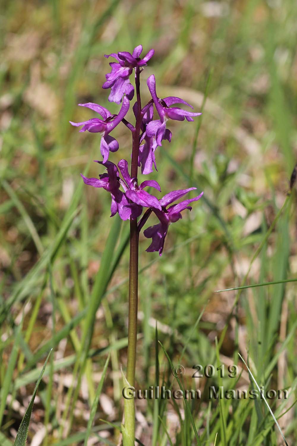 Orchis mascula