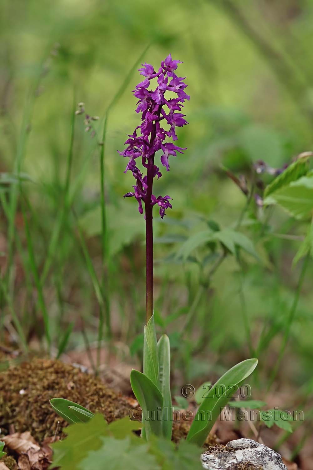 Orchis mascula