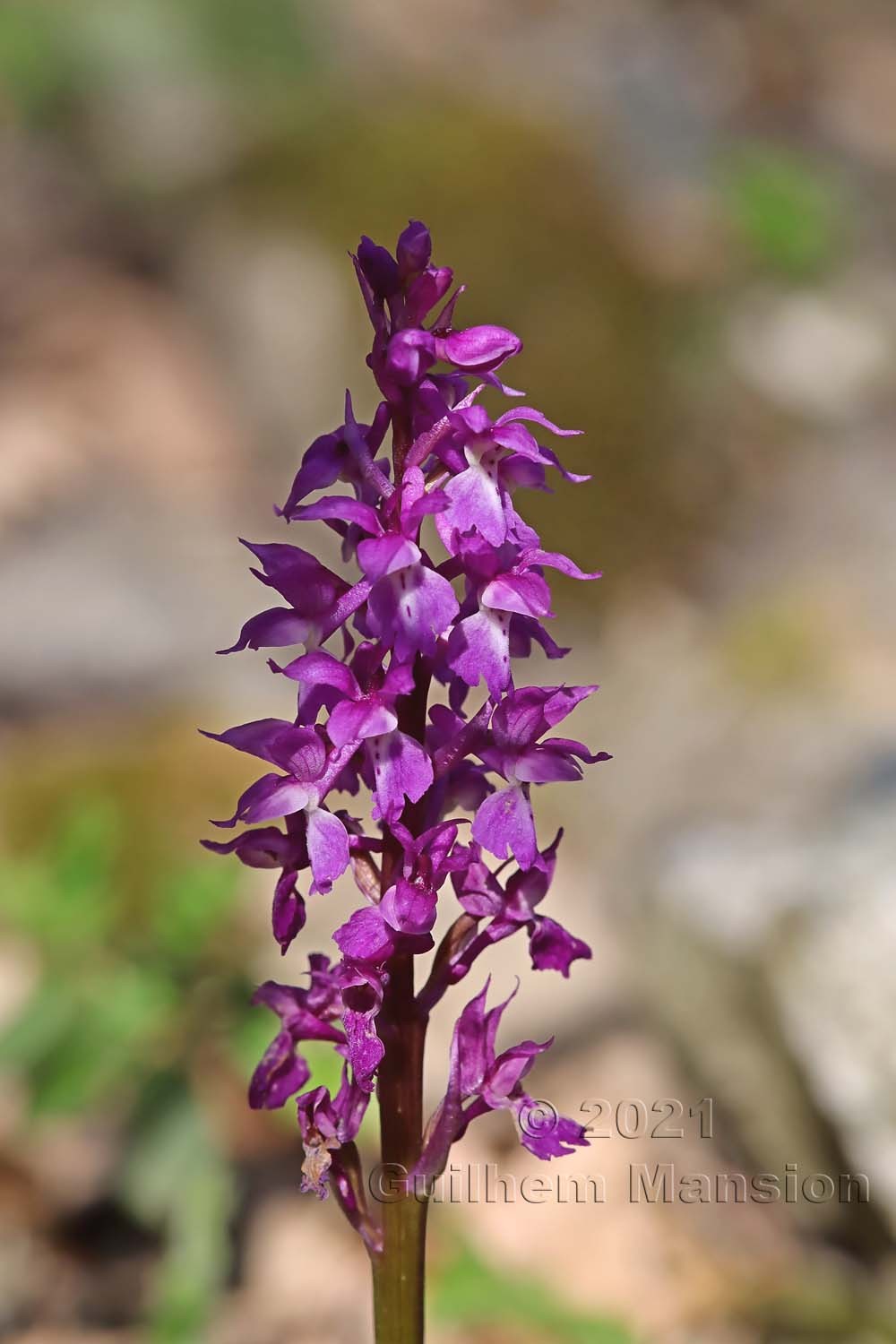 Orchis mascula