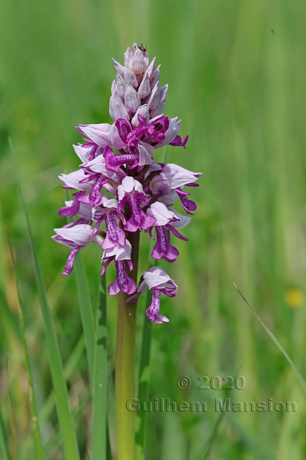 Orchis militaris