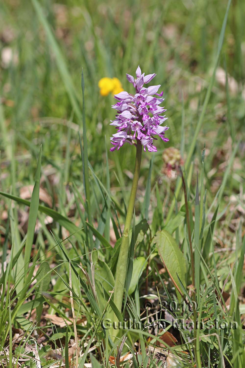 Orchis militaris