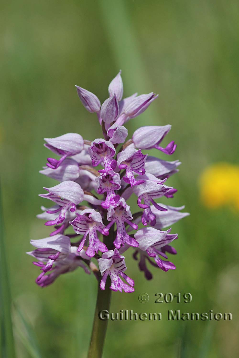 Orchis militaris