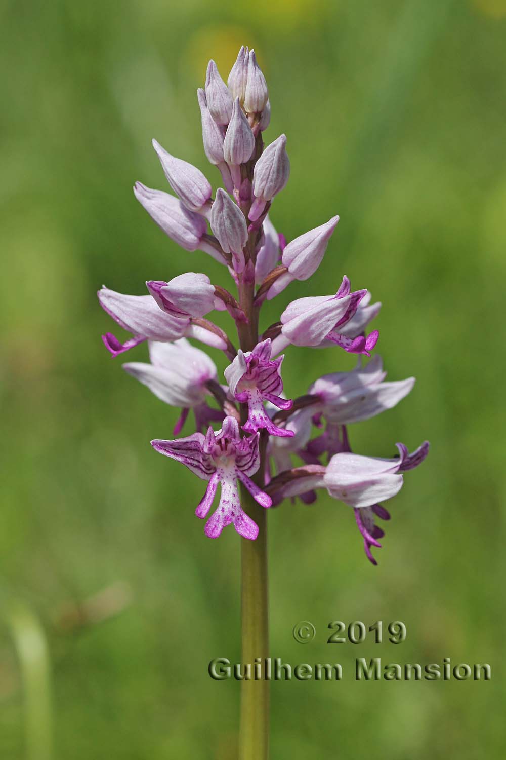 Orchis militaris