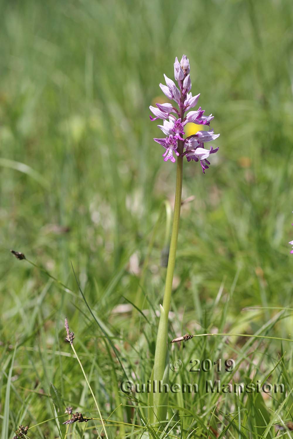 Orchis militaris