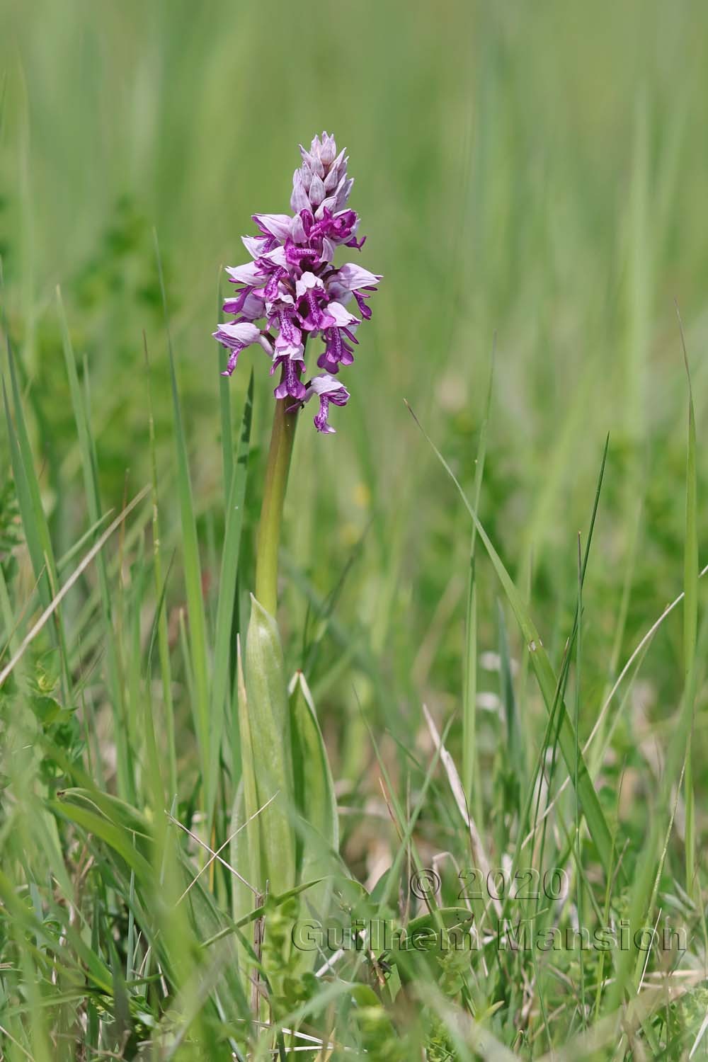 Orchis militaris