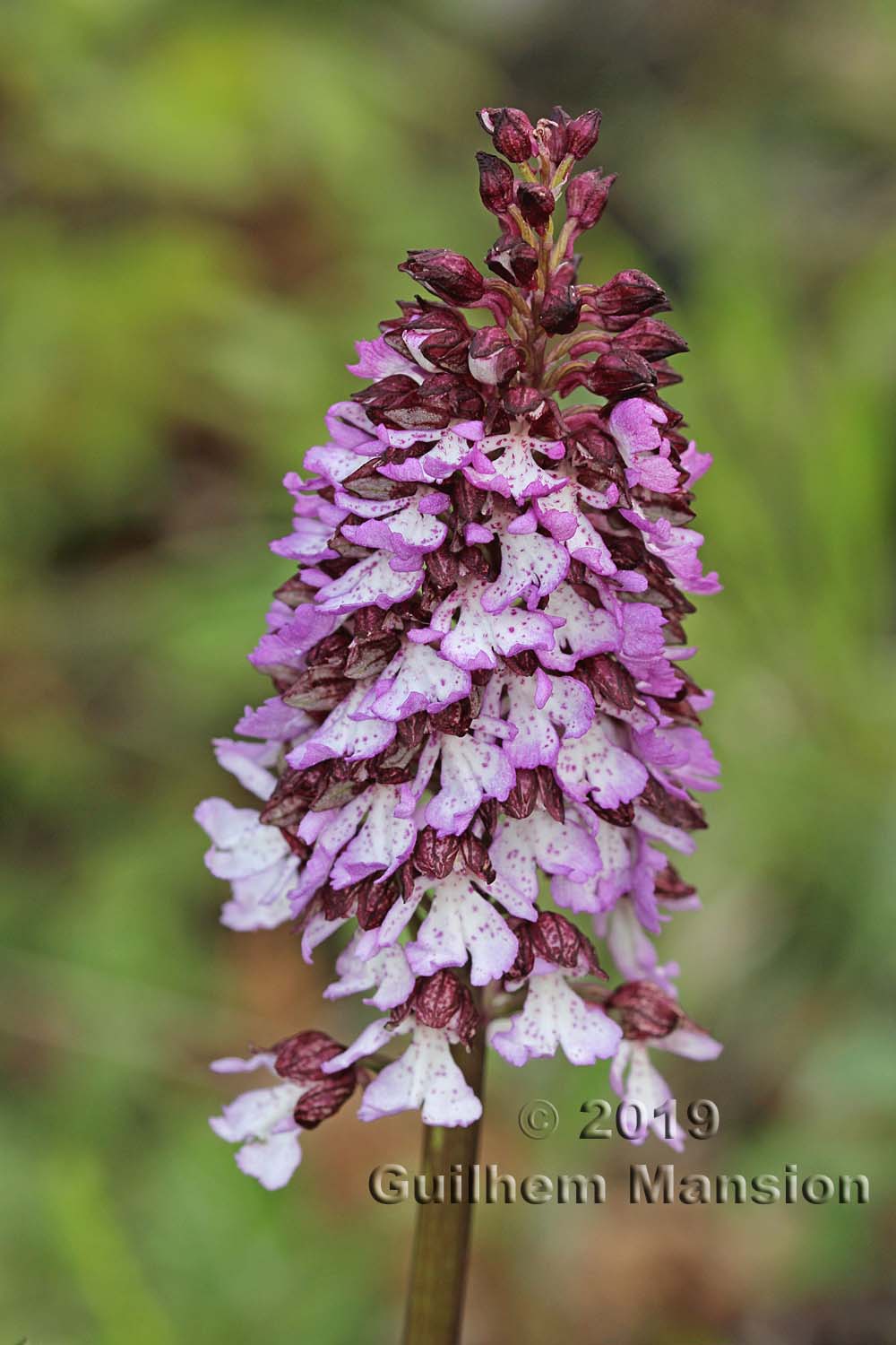 Orchis purpurea