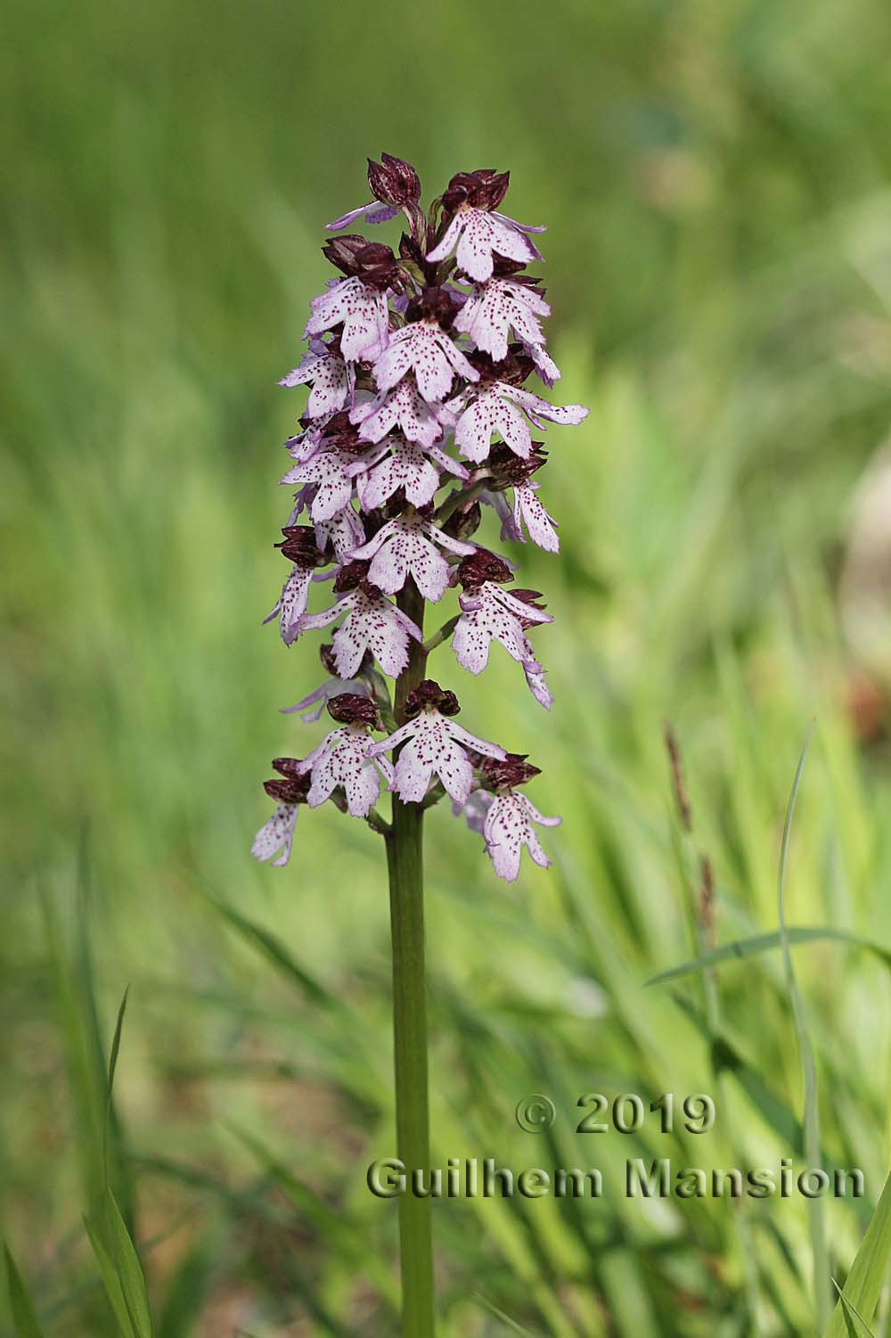 Orchis purpurea