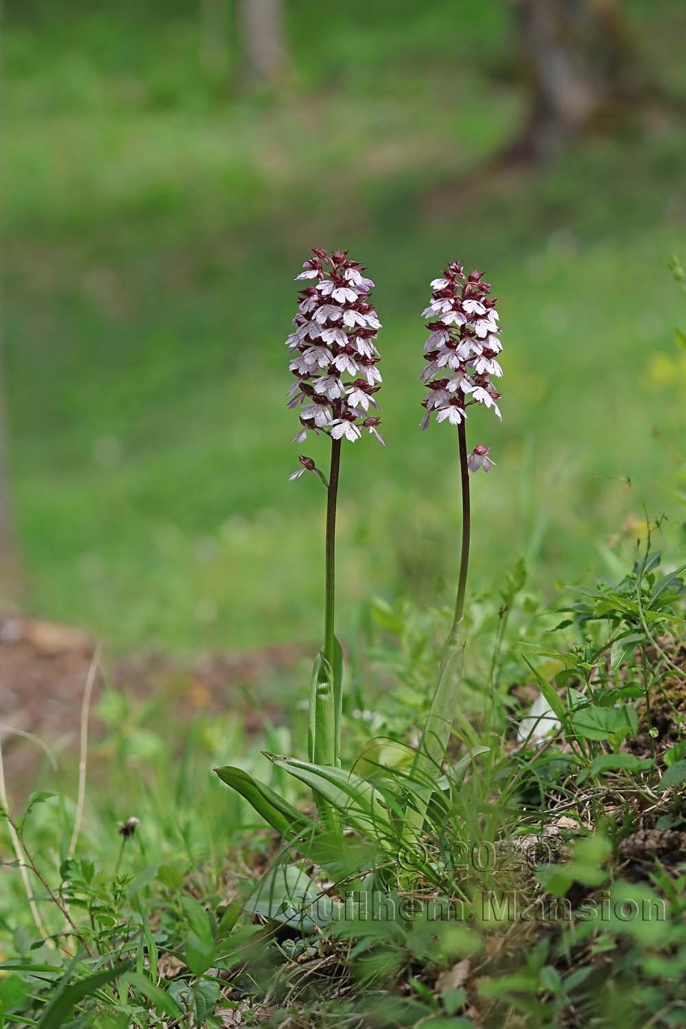 Orchis purpurea